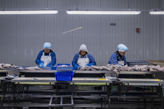 Sandgerði (Iceland): foreign workers process fish at AG Seafood. Sandgerði, and the Suðurnes region more generally, has for years had a very high proportion of migrant workers, particularly from Poland and Asia, including in the fishing and fish processing sectors. Fish processing has historically been one of the sectors in Iceland most reliant on migrant labour, which is estimated to account for around 50 per cent of the workforce.