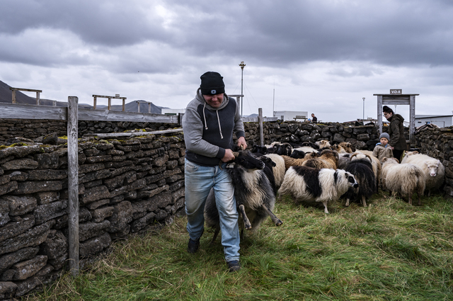 Grindavik (Iceland): Marian Ziel, a 43-year-old Polish man, helps move sheep belonging to various farmers during the local ‘réttir’ – the large pre-autumn gathering that takes place after a whole summer spent outdoors and at liberty. Born in Mińsk Mazowiecki, Marian has a wife and children in Poland but has been coming to Iceland seasonally for the past twenty years to work on farms: “He doesn’t say much,” says Sandra Björk Ingadóttir, who works with him, “but he’s a hard worker.”