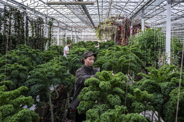 Mathilde Plancq, aged 31, from Clermont-Ferrand, works alongside two colleagues in the organic greenhouse at the Sólheimar ecovillage (Iceland), where she is currently the manager. Founded in 1930 and now home to around a hundred people, Sólheimar combines environmental sustainability, productive activities and the social inclusion of people with disabilities, offering accommodation, employment, vocational training and social and cultural activities.