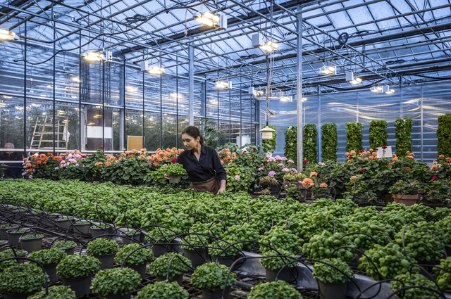 Reykholt (Iceland): Caterina Nowosad, a 25-year-old Polish woman, checks on the basil plants grown in the greenhouse at Friðheimar, where she works as a waitress. Born in Tomaszów Lubelski, Caterina arrived in Iceland three years ago with her boyfriend Norbert, who works in the kitchen at the same farm.