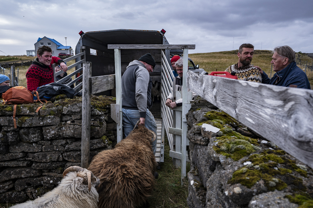 Grindavik (Iceland): Marian Ziel, 43, from Poland (centre), helps to round up sheep belonging to various farmers during the local ‘réttir’ – the great pre-autumn gathering that takes place after a whole summer spent outdoors and at liberty. Born in Mińsk Mazowiecki, Marian has a wife and children in Poland but has been coming to Iceland seasonally for the past twenty years to work on farms: “He doesn’t say much,” says Sandra Björk Ingadóttir, who works with him, “but he’s a hard worker.”